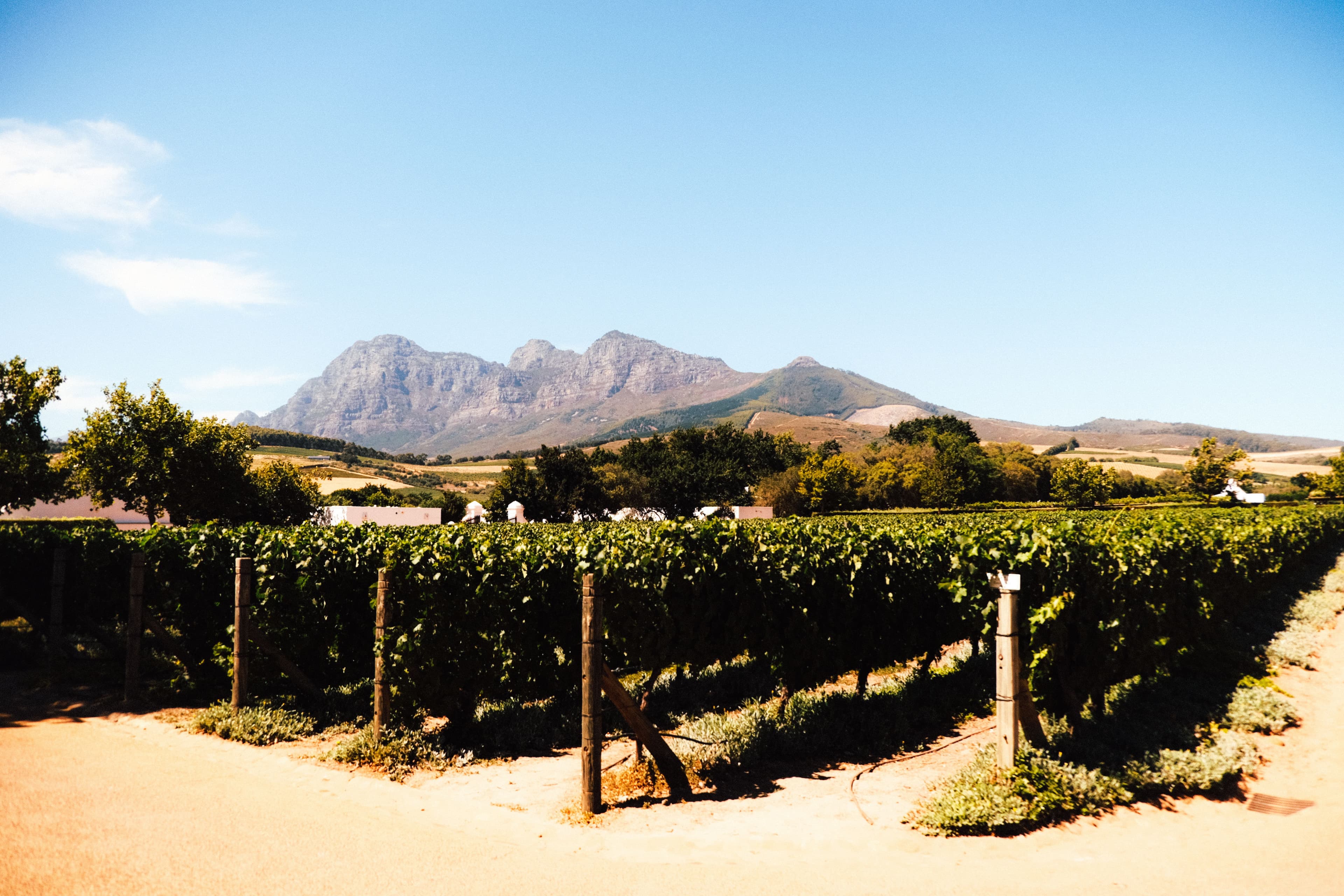 Vineyards and mountains across the Western Cape wine regions